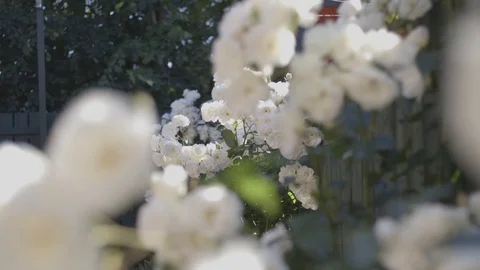 White Roses 9 Stock Footage