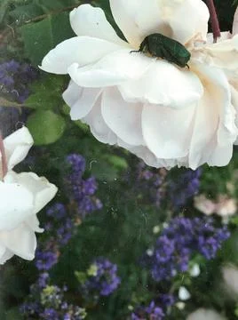White roses and bug Stock Photos