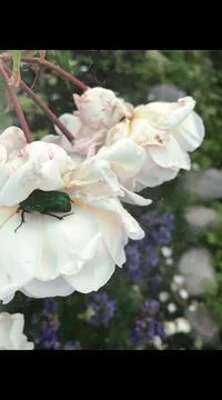 White roses and bug Stock Photos