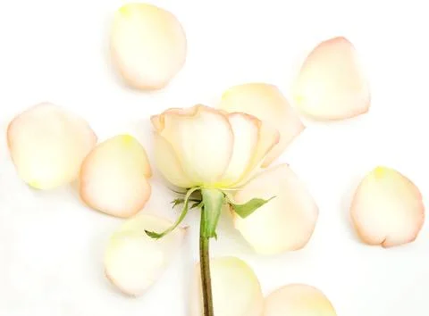 White Roses and petals lying down on white background. Stock Photos