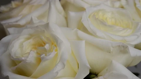 White roses are moving in a circle. Stock Footage 161332022