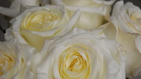 White roses are moving in a circle. Stock Footage 161491501