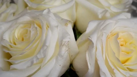 White roses are moving in a circle. Stock Footage 163907863