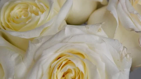 White roses are moving in a circle. Stock Footage 164915060