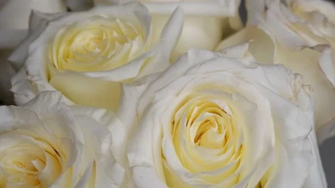 White roses are moving in a circle. Stock Footage 166163412