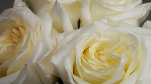 White roses are moving in a circle. Stock Footage 166456991