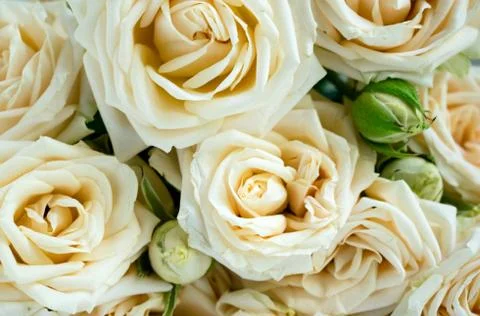 White roses background. Flower buds of the roses closeup. Stock Photos