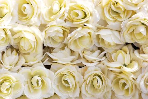 White roses background Stock Photos