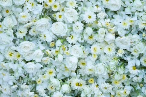 White roses background Stock Photos
