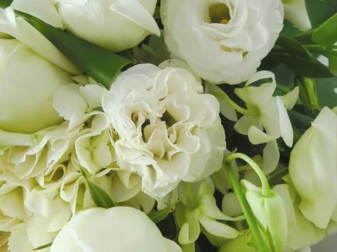 White roses background Stock Photos