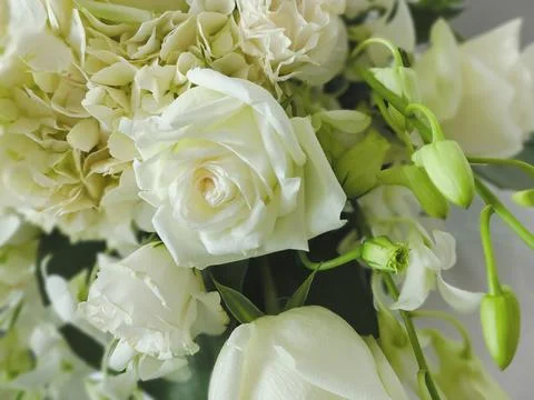 White roses background Stock Photos