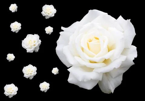 White roses on black Stock Photos