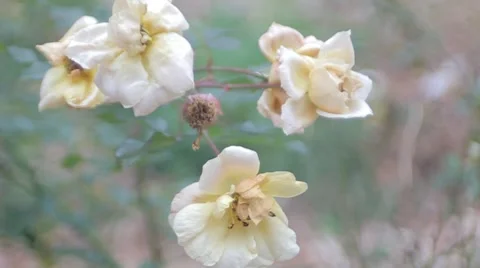 White Roses Blowing in the Wind Stock Footage 50445429