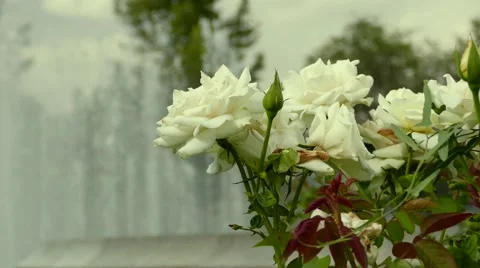 White Roses Blowing in the Wind 動画素材 56594461