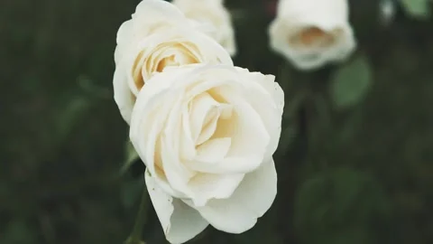 White roses blowing in the wind. Stock Footage 241450400
