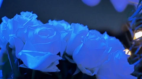 White roses in blue light. Stock-Footage 115194261