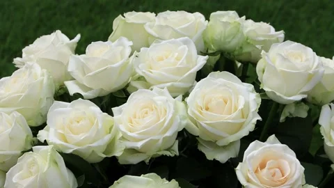 White roses bouquet rotating, wedding, gift,  Stock Footage 218756565