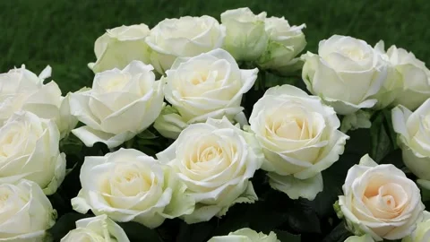 White roses bouquet rotating, wedding, gift,  Stock Footage 218959376