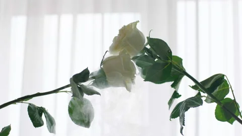 White roses break against Stock Footage 237481841