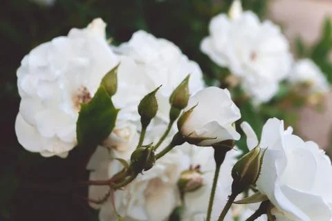 White roses on a bush Stock Photos