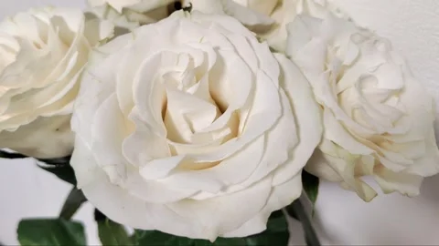 White roses close-up Video stock 275349423