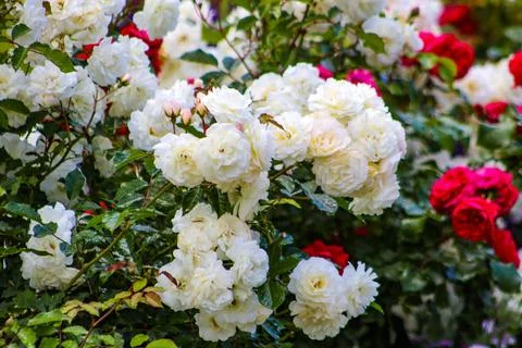 White roses close up Stock Photos