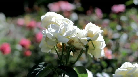  White roses , closeup  Stock Footage 781078