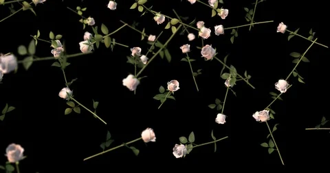 WHITE ROSES falling slow motion Stock Footage 102069238