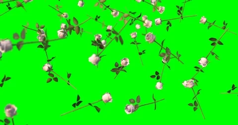 WHITE ROSES falling slow motion Stock Footage 102070670