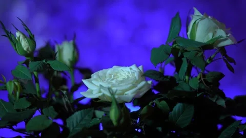 White Roses in focus on a bright colored background. Elegant Floral still life Stock Footage 326098590