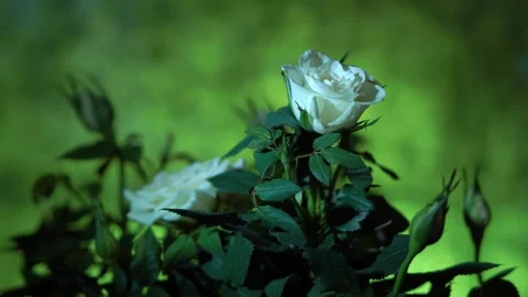 White Roses in focus on a bright colored background. Elegant Floral still life Stock Footage 327962675
