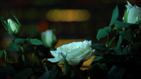White Roses in focus on a bright colored background. Elegant Floral still life Stock-Footage 327962694