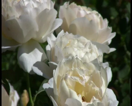 White roses Stock-Footage 338893