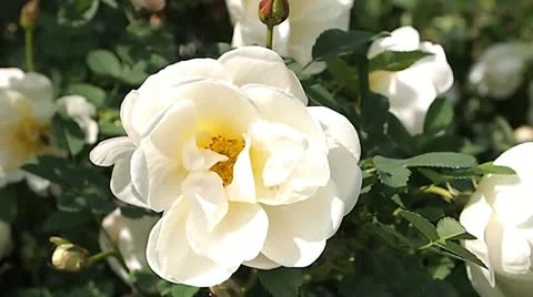 White roses 스톡 동영상 11153818