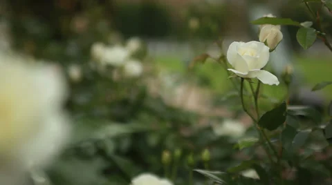 White Roses Stock Footage 39017778