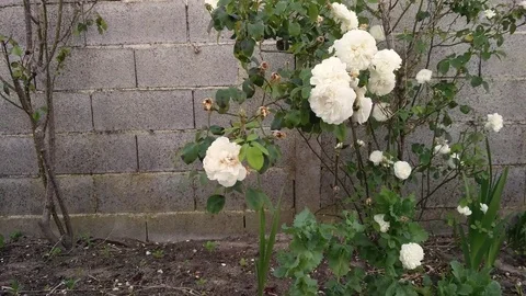 White Roses Video stock 75285585