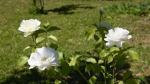 White roses Stock Footage 76803676