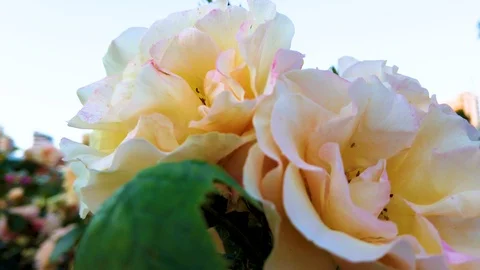 White roses Stock Footage 111940122