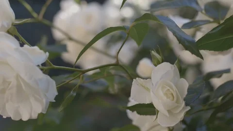 White Roses Video stock 112298849