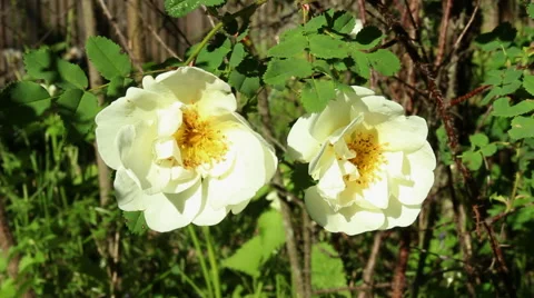 White roses in garden Video stock 51104469