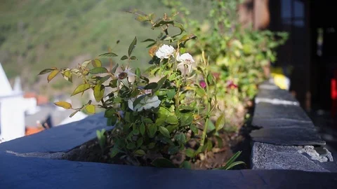 White roses in garden Stock Footage 116742447