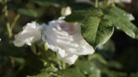 White roses in garden Stock Footage 136747567
