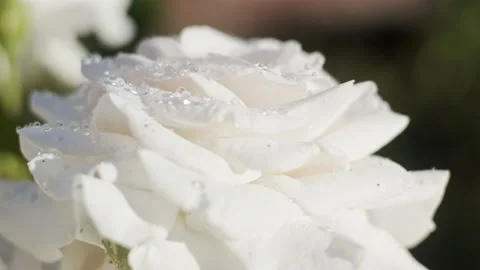 White roses in garden Stock Footage 136748091