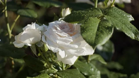 White roses in garden Stock Footage 136748713