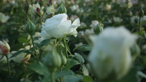 White roses in the garden Stock Footage 194909676