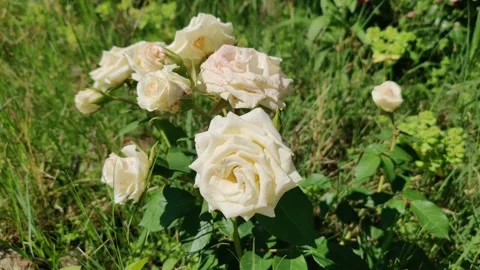 White roses in garden Stock Footage 272603776