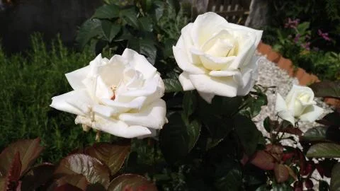 White roses in a garden Stock Photos