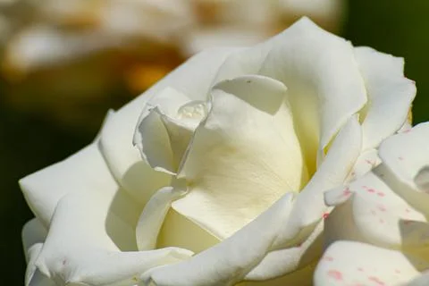 White roses in the garden Stock Photos