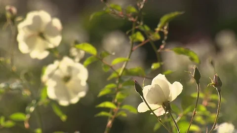 White roses in gentle wind Video stock 73698416
