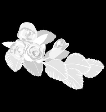 White roses isolated on black Stock Illustration